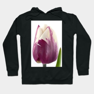 Tulipa  &#39;Zurel&#39;   Triumph Group Tulip Hoodie